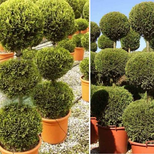 Leyland Cypress 'Castlewellan Gold' (Cupressocyparis Leylandii) – 3 Balls