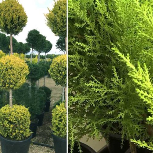 Goldcrest Cypress (Cupressus Macrocarpa Goldcrest) – 3 Balls