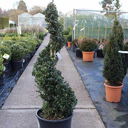 Ilex Crenata 'Convexa' (Japanese Holly) - Spiral