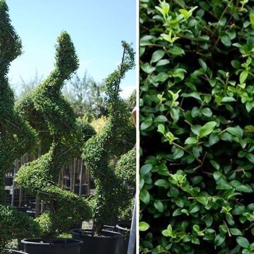 Ligustrum Jonandrum (Delavay Privet) – Spiral