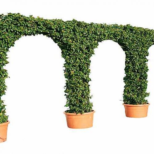 Topiary Triple Arch  (Hedera Hibernica)