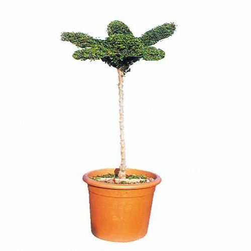 Topiary Flower (Ligustrum Jonandrum)