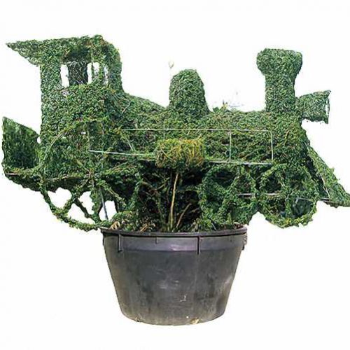 Topiary Steam Train  (Ligustrum Jonandrum)