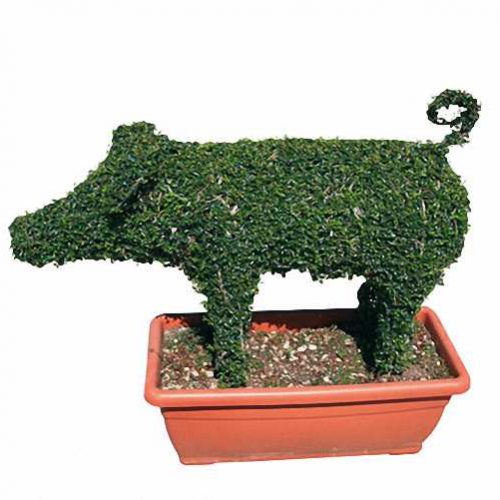 Topiary Pig (Ligustrum Jonandrum)