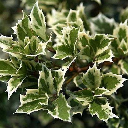Variegated Holly Olive (Osmanthus Heterophyllus Variegatus) - Shrub