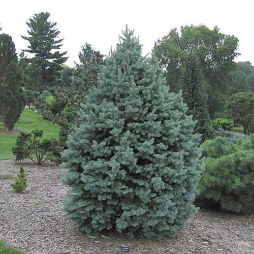 Blue Spanish Fir (Abies Pinsapo Glauca)