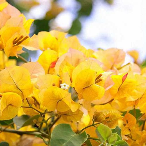 Bougainvillea 'California Gold' ('Golden Glow' / 'Hawaiian Gold') - Climbing