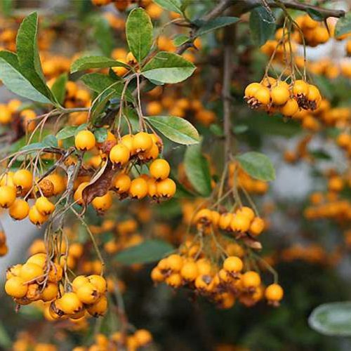Golden Firethorn (Pyracantha Soleil D'OR Yellow Berries) - Climbing