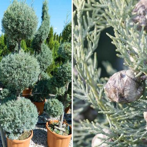 Blue Arizona Cypress (Cupressus Arizonica Fastigiata) – 3 Balls