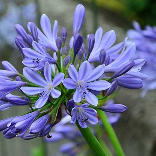 Agapanthus Umbellatus Ovatus (African Lily) – Shrub