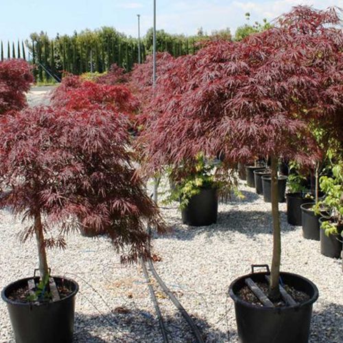 Acer Palmatum Dissectum 'Garnet' (Japanese Maple ‘Garnet’) - Half Standard