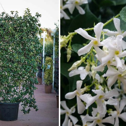 Rhyncospermum Jasminoides / Trachelospermum Jasminoides (Star Jasmine) – Square Espalier