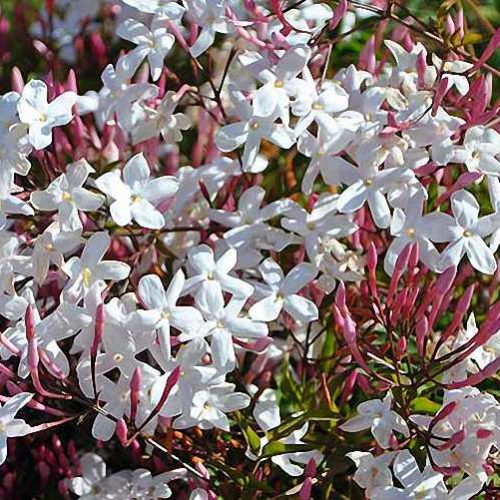 Pink Jasmine (Jasminum Polyanthum) - Climbing
