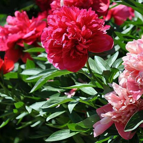 Common Garden Peony (Paeonia Suffruticosa) - Shrub