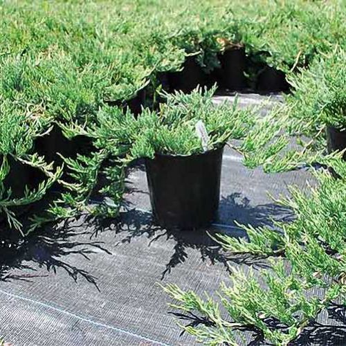 Juniper 'Bar Harbor' / Creeping Juniper (Juniperus Horizontalis)