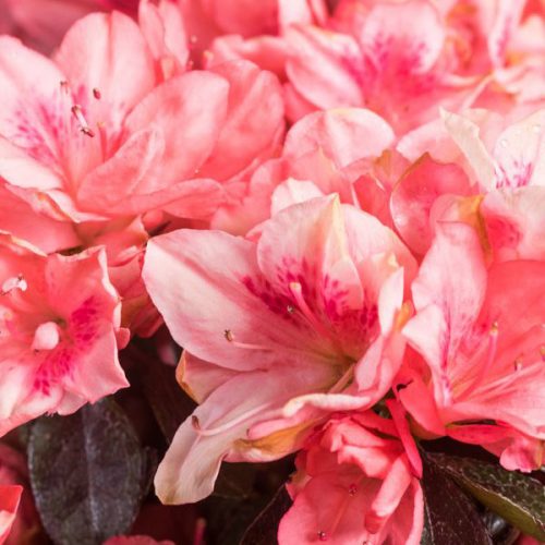 Azalea Japonica - Shrub