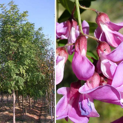 Robinia Pseudoacacia 'Casque Rouge' (Pink Cascade False Acacia) - Standard