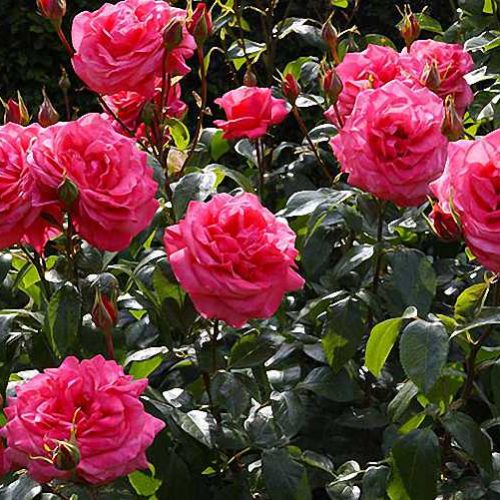 Repeat-Flowering Roses – Shrub