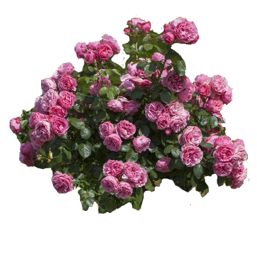 Flowering Plants and Trees