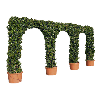 Architectural Plants and Trees