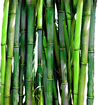 Dwarf & Full Size Screening Bamboo Plants
