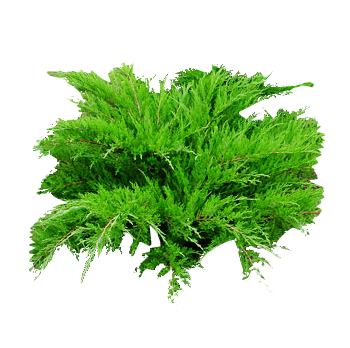 Conifer Plants and Trees