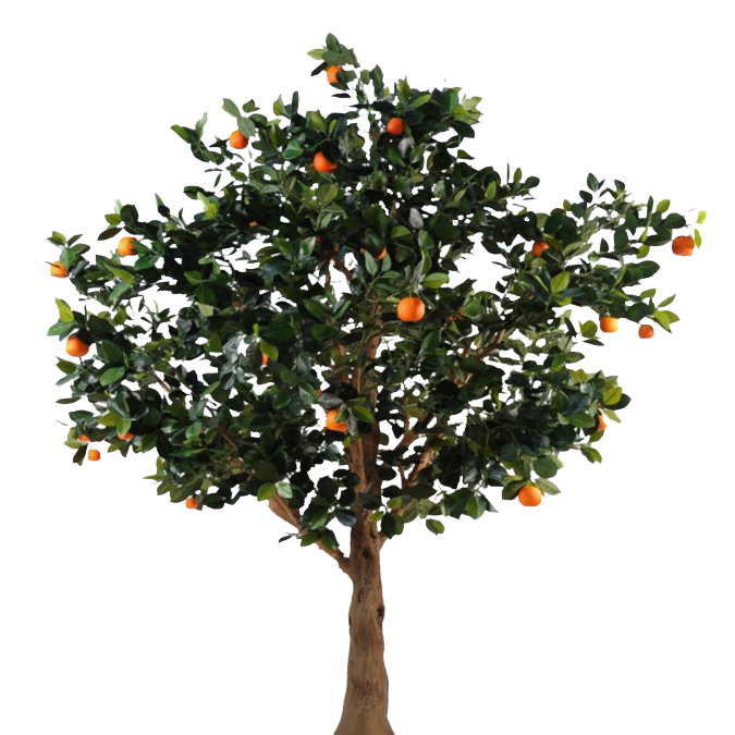 Ornamental Trees and Shrubs