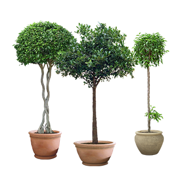 Selection of Topiary Plants & Shapes