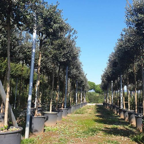 Feijoa Sellowiana (Pineapple Guava Tree / Acca Sellowiana) – Standard