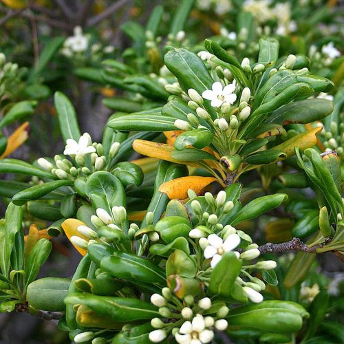 Japanese Pittosporum (Pittosporum Tobira) - Shrub