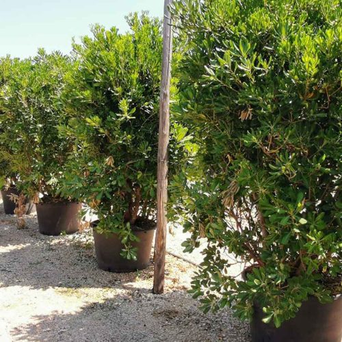 Pittosporum Tobira (Japanese Pittosporum) - Extra