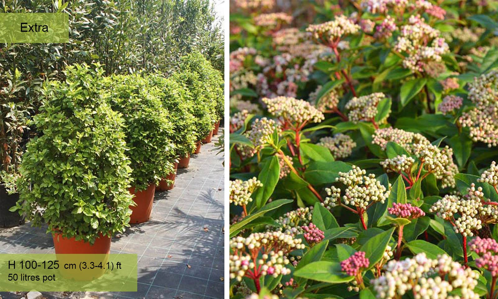 Viburnum Tinus 'Eve Price' (Laurustinus) - Extra - Image 2