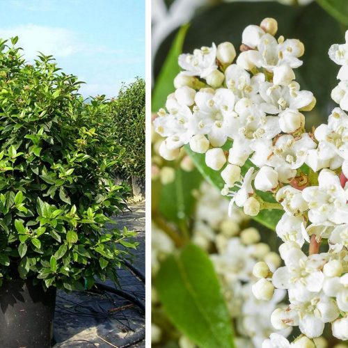 Viburnum Tinus 'Eve Price' (Laurustinus) - Extra