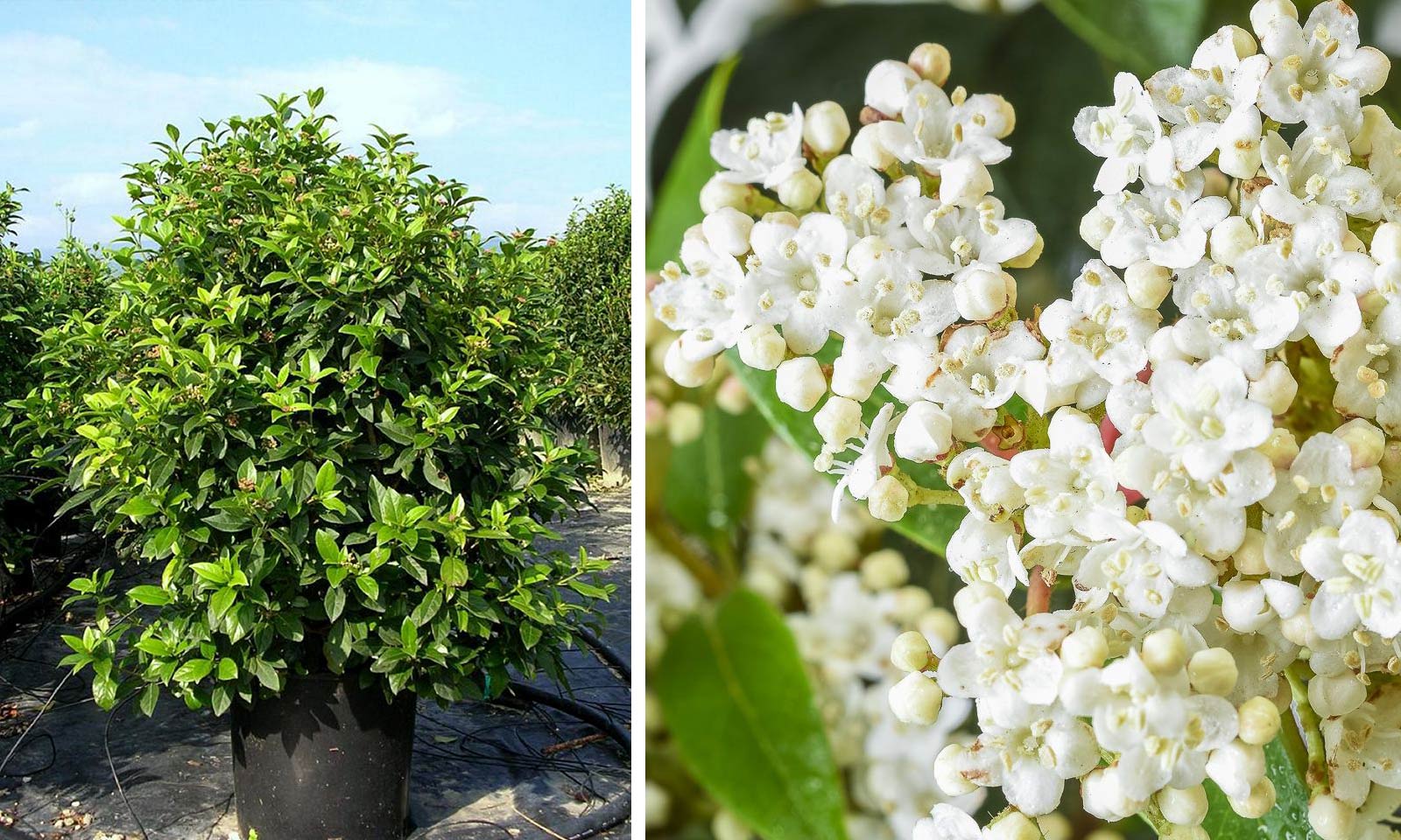 Viburnum Tinus Eve Price (Laurustinus) - Extra