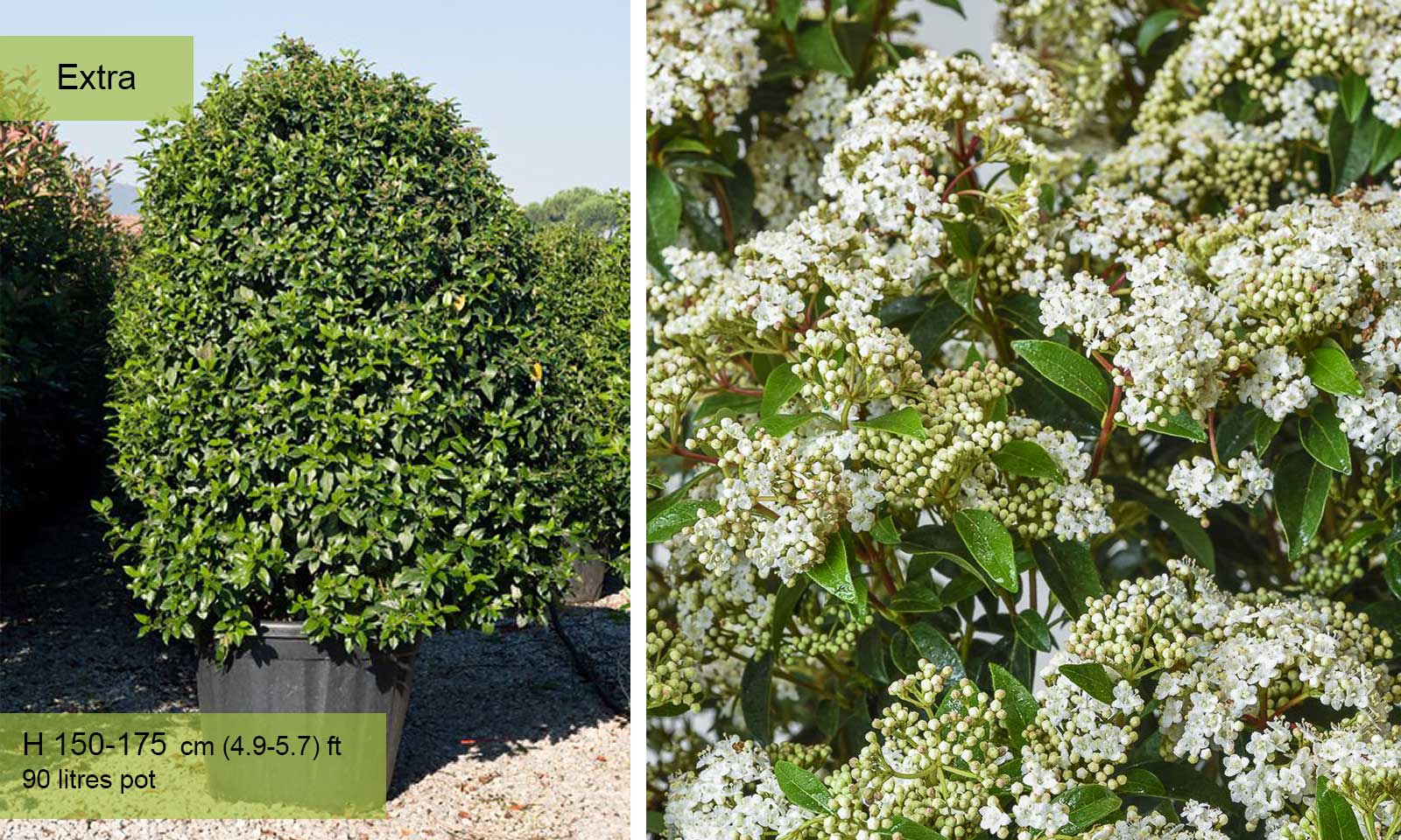 Viburnum Tinus 'Eve Price' (Laurustinus) - Extra - Image 3