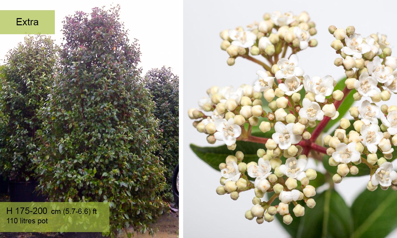 Viburnum Tinus 'Eve Price' (Laurustinus) - Extra - Image 4