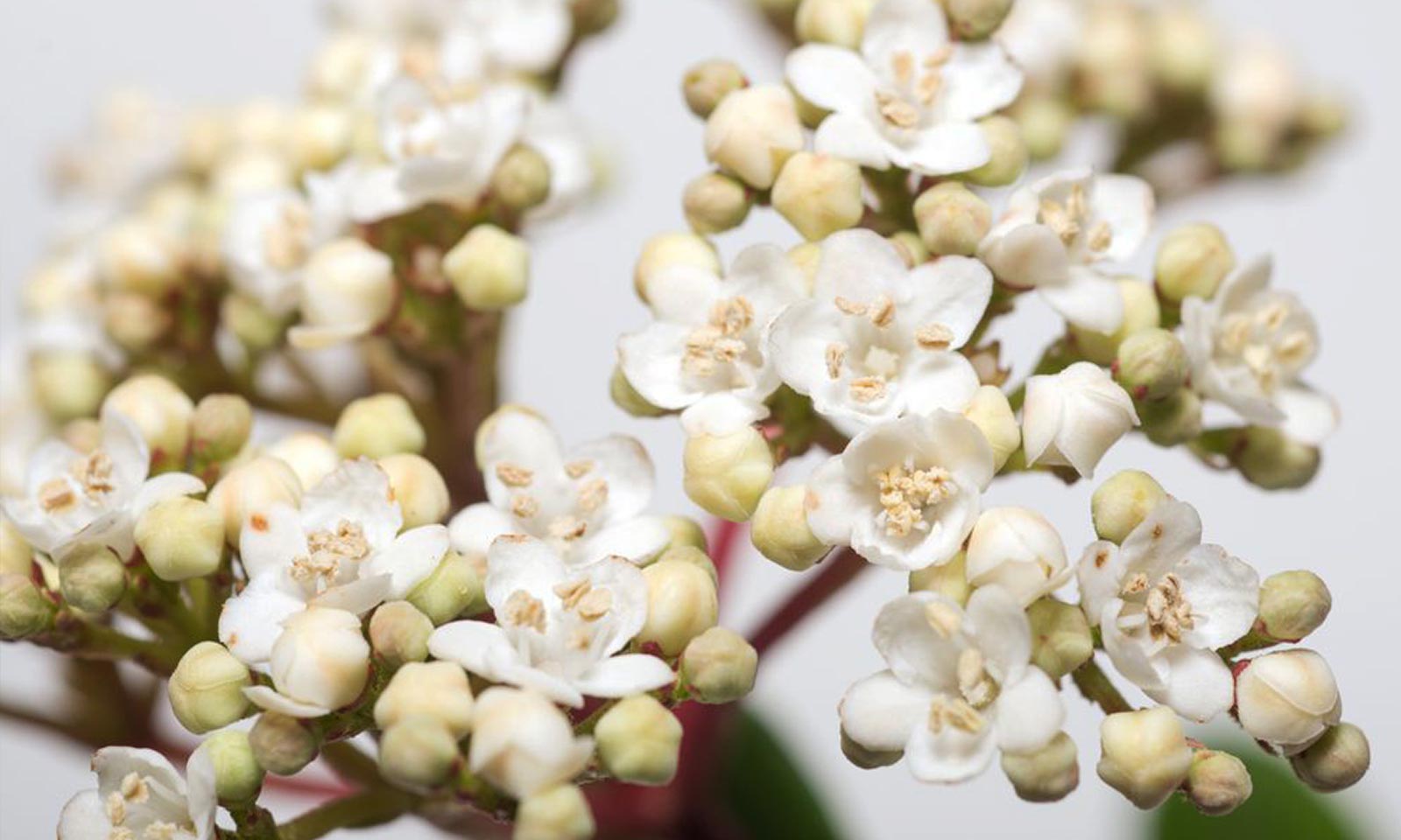 Viburnum Tinus 'Eve Price' (Laurustinus) - Extra - Image 5