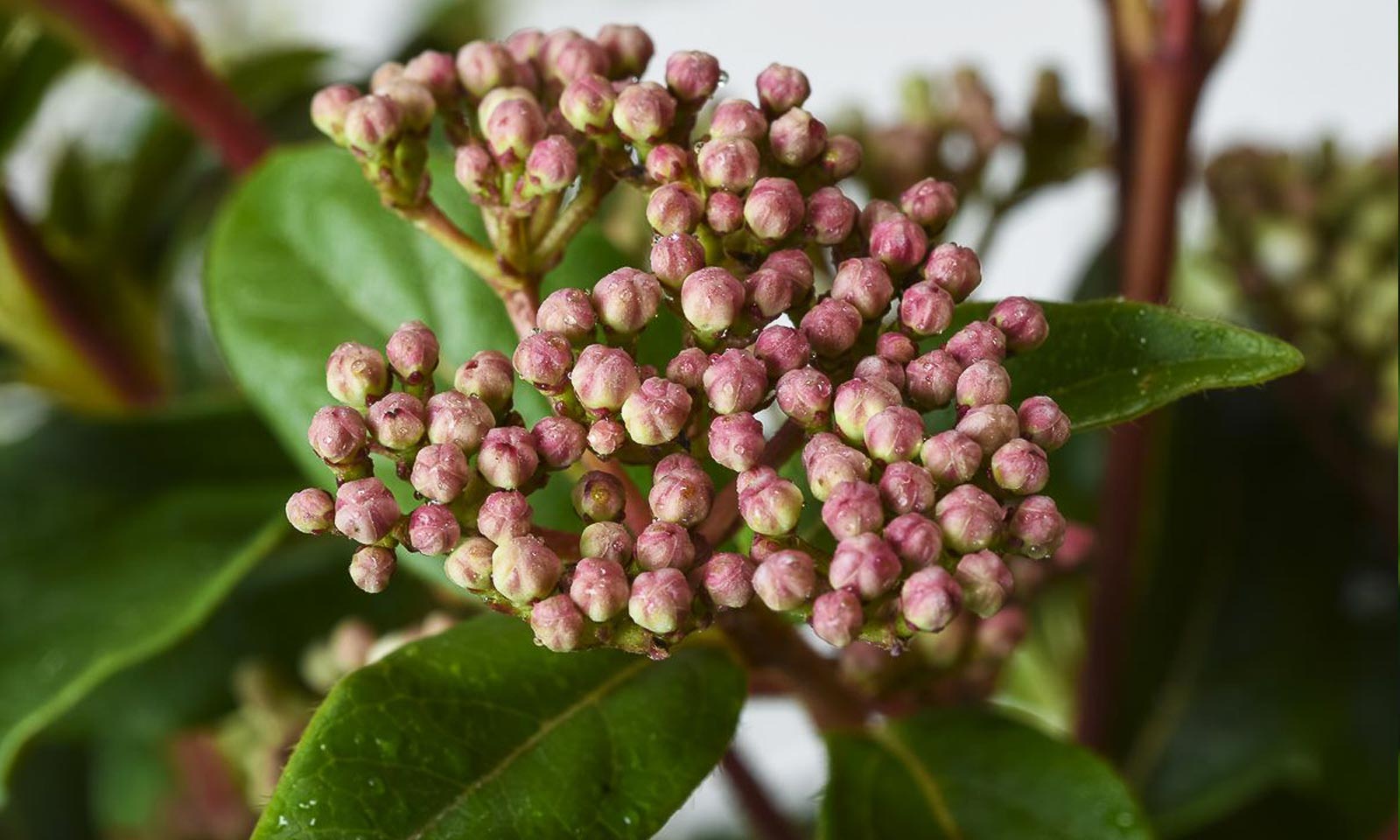 Viburnum Tinus 'Eve Price' (Laurustinus) - Extra - Image 6