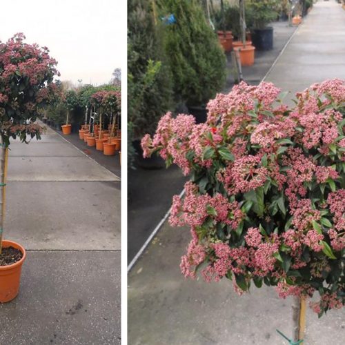 Viburnum Tinus 'Eve Price' (Laurustinus 'Eve Price') - Half Standard