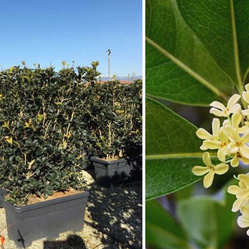 Holly Olive / False Holly (Osmanthus Aquifolium) – Instant Hedging