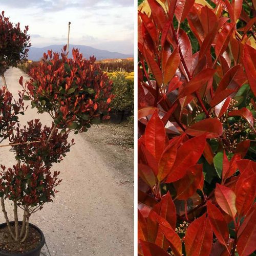 Photinia x Fraseri "Nana" - Pom Pon