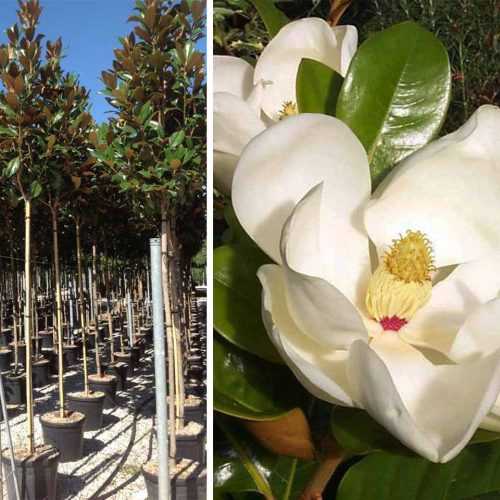 Magnolia Grandiflora Gallisoniensis (Southern Magnolia) - Standard