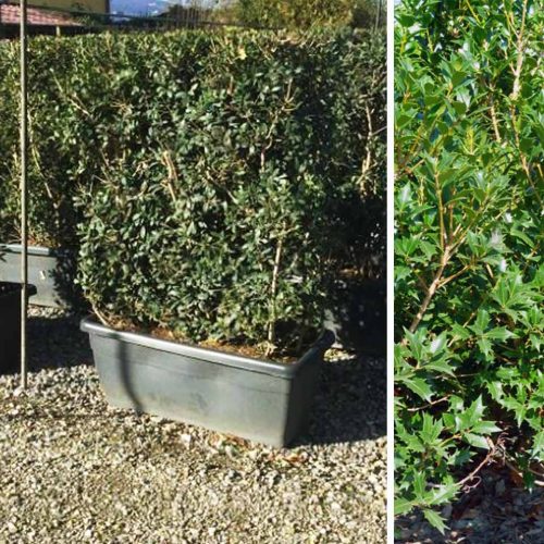 Hiiragi / Holly Olive (Osmanthus Heterophyllus) – Instant Hedging