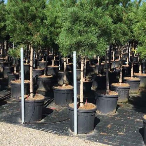 Pinus Nigra Austriaca (Austrian Black Pine) – Half Standard