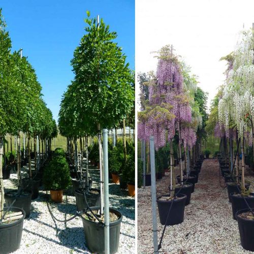 Wisteria Tree – Standard