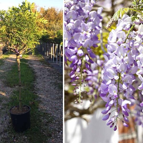 Wisteria Tree – Half Standard
