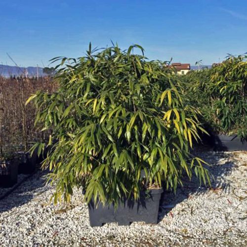 Arrow Bamboo (Bambusa Pseudosasa Japonica) – Instant Hedging