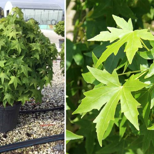 Liquidambar Styraciflua (Sweet Gum Tree) - Ball