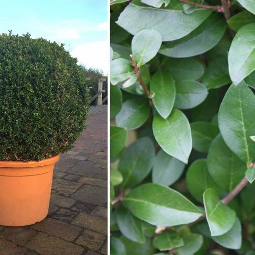 Ligustrum Jonandrum (Delavay Privet) - Ball