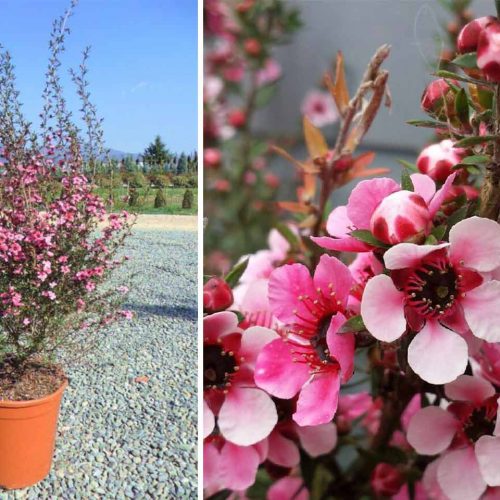 Leptospermum Scoparium (Broom Tea Tree / Manuka) - Shrub